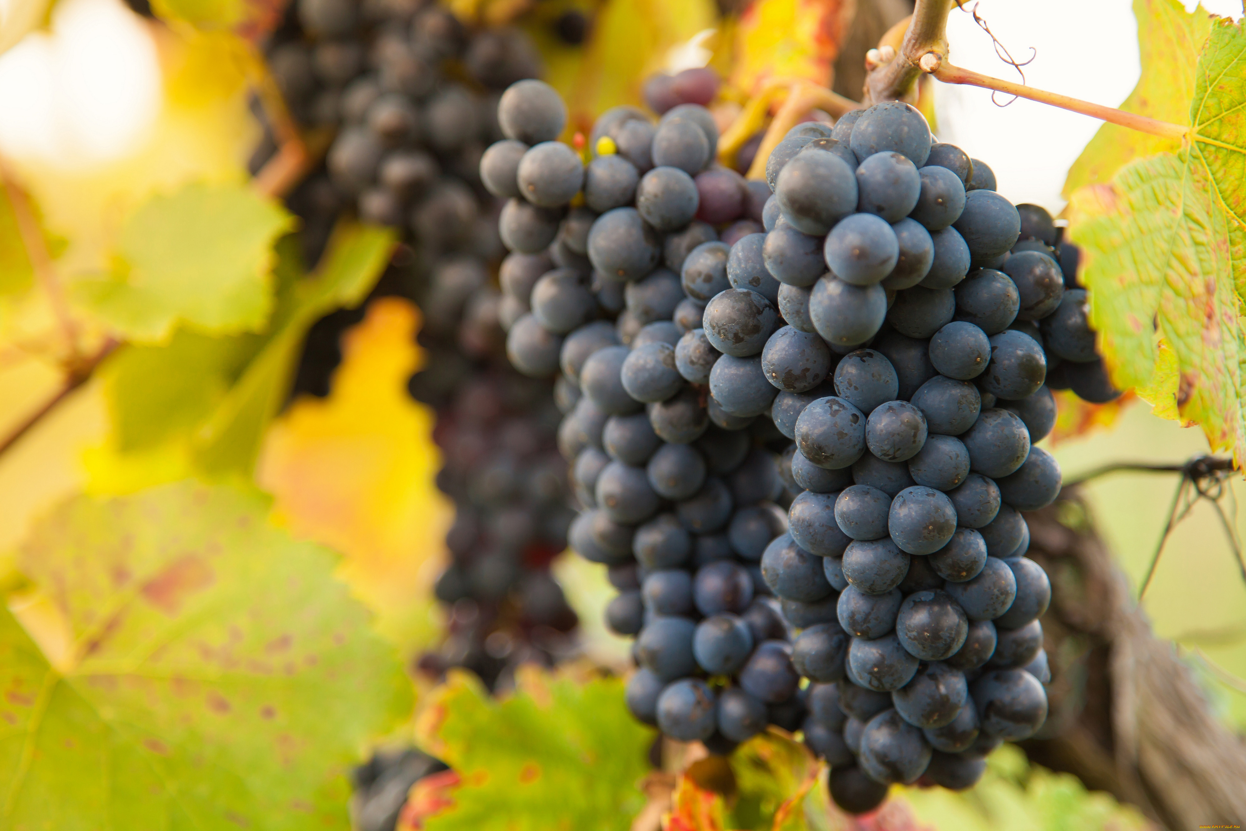 , , , , , , the, vineyard, grapes, leaves
